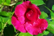 為了對(duì)付特朗普，歐洲花了整整一年準(zhǔn)備，如今要用了