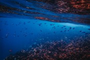 夢中的魚與水，深邃的寓意與心靈的探索，夢中之魚與水，深邃寓意的心靈探索