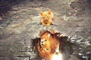 鷹舞夢間——一場與老鷹的奇幻之旅，鷹舞夢間，奇幻之旅與老鷹的邂逅
