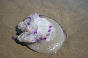 夢(mèng)游深海，與巨大的魚(yú)共舞