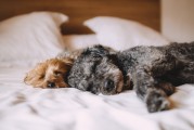 新生兒夢境的奇妙世界，他們究竟夢到了什么？，新生兒夢境的神秘世界，他們夢見了哪些奇妙景象？