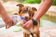 如何輕松注冊(cè)犬舍，一站式指南，輕松開啟犬舍之旅，一站式注冊(cè)指南