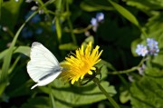 孕婦夢(mèng)中花語——解析孕婦夢(mèng)到花的含義，孕婦夢(mèng)到花的含義解析