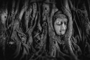 夢(mèng)中的奇妙邂逅——大熊貓的神秘之旅，大熊貓的神秘之旅，夢(mèng)中的奇妙邂逅