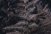 無限綠洲 - 免費(fèi)游戲植物大戰(zhàn)怪獸的世界，無限綠洲，免費(fèi)植物大戰(zhàn)怪獸的虛擬世界