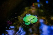 夢境中的火光——一次驚心動魄的夢，夢境中的火光，一次驚心動魄的夢