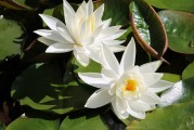 夢中親人喜結(jié)連理，情感交織的奇妙體驗，夢中親人喜結(jié)連理，情感交織的奇妙體驗