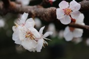 夢(mèng)中樹開花，寓意何在？，夢(mèng)中樹開花的寓意解讀