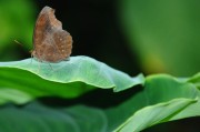 夢(mèng)到蝴蝶，解讀其背后隱藏的預(yù)兆，夢(mèng)到蝴蝶，解讀其背后的預(yù)兆與象征意義