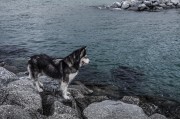 哈士奇作為一種忠誠(chéng)、活潑的犬種，深受人們喜愛。作為一款專門為哈士奇設(shè)計(jì)的網(wǎng)站插件，它不僅能夠幫助用戶更方便地管理和查看哈士奇的相關(guān)信息，還能提高用戶體驗(yàn)。，哈士奇插件，讓您的養(yǎng)寵生活更便捷