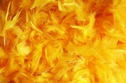 夢(mèng)中的蛇與鳥(niǎo)，神秘的象征交織