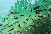 捕魚大師注冊攻略，輕松成為捕魚高手，暢享歡樂時光！捕魚大師注冊指南，快速晉升捕魚達人，盡享游戲樂趣