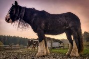 動物的游戲免費(fèi)世界，10款引人入勝的動物游戲，讓它們在游戲中尋找樂趣！