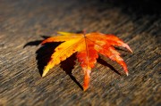 揭秘日本網(wǎng)站流量查詢網(wǎng)站，助力企業(yè)精準洞察市場動態(tài)，深度解析，日本網(wǎng)站流量查詢工具，助力企業(yè)洞悉市場脈搏，深度解析，日本網(wǎng)站流量查詢工具，助企業(yè)精準把握市場脈搏