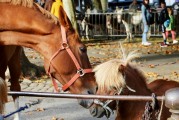 夢中奇遇，與各種動物共舞，夢中奇遇，與各種動物共舞