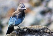 夢到野雞，預(yù)示著什么？，夢到野雞，預(yù)示與機遇的象征