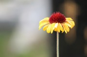 探尋自由的綠色花朵——免費的小花仙游戲介紹，小花仙，追尋自由綠色花朵的游戲介紹