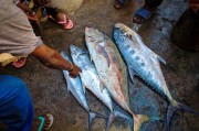夢中尋魚，一次難忘的捕魚經(jīng)歷，夢中尋魚，一次難忘的捕魚探險經(jīng)歷