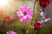 2023年度網(wǎng)上訂花網(wǎng)站排名，品味生活，從一束花開始，2023年網(wǎng)上訂花網(wǎng)站排行，開啟美好生活，從一束花啟程