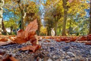 夢中的公園之旅，夢中的公園之旅，尋覓心靈的寧靜