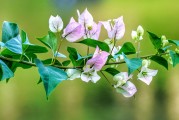 夢中桐樹花開，寓意何在？