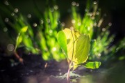 燕子翩飛入夢來——家中的溫馨與希望，燕子翩飛入夢來，家中的溫馨與希望