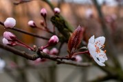 夢(mèng)中摘桃，味覺(jué)人生