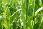 美國作物帶降雨預(yù)報緩解產(chǎn)量擔(dān)憂，芝加哥大豆和玉米價格回落