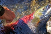 夢中魚影——釣魚魚跑的遐想，夢中魚影，釣魚與逃脫的遐想