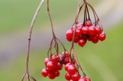 孕婦夢(mèng)到吃蘋果的寓意與解讀，孕婦夢(mèng)到吃蘋果的寓意與解析