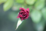 夢中見證友情之花——我的朋友結婚之夢，夢中見證友情之花，我的朋友婚禮之夢
