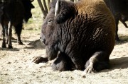 夢(mèng)到死牛的寓意與解讀，夢(mèng)到死牛的寓意與象征解讀