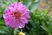 夢中花開花落，探尋心靈之境