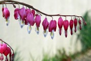夢(mèng)境中的例假之謎，夢(mèng)境中的例假之謎解析