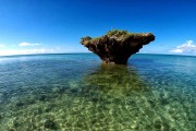 鯊魚游戲免費(fèi)下載，帶你體驗(yàn)最真實(shí)的海洋世界，鯊魚游戲下載，海洋世界的驚險(xiǎn)冒險(xiǎn)！
