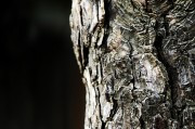 夢(mèng)中的樹(shù)折斷，象征與反思