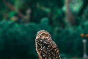 夢中的小動物世界，一場奇妙的夢境之旅，夢境中的小動物世界，奇妙的探險之旅