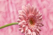 花花姑娘游戲免費(fèi)下載，花花姑娘，全平臺(tái)無(wú)限制游戲免費(fèi)下載