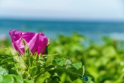 夢中淚落，情感之海