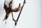 如何理解鐵鷹期權(quán)的策略特點(diǎn)？這些特點(diǎn)在實(shí)際操作中有何作用？