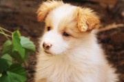 犬舍注冊(cè)全攻略，流程、注意事項(xiàng)及必備材料，一站式指南，犬舍注冊(cè)全解析