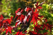 紅衣之夢，一場色彩斑斕的夢境探索，紅衣之夢，色彩斑斕的夢境探索