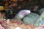 夢里夢到蛇，探索夢境中的神秘生物，夢里神秘生物，蛇的探索