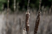 夢中折枝，探尋心靈與自然的微妙聯(lián)系，夢中折枝，心靈與自然的微妙聯(lián)系探索