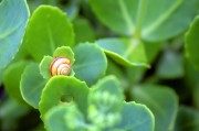 周公解夢之夢到金魚，周公解夢，夢到金魚的含義