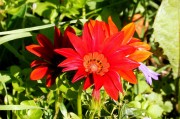 夢(mèng)中花語，解讀夢(mèng)到花的深層含義，夢(mèng)中花語，解讀夢(mèng)到花的深層含義