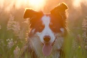 媽媽夢(mèng)中的神秘之犬，媽媽夢(mèng)中的神秘之犬，犬影幻夢(mèng)