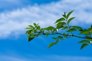 夢(mèng)中的大樹，生命的啟示與象征，夢(mèng)中的大樹，生命的啟示與象征
