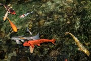 夢(mèng)到魚(yú)和水，預(yù)示著什么？，夢(mèng)到魚(yú)和水，預(yù)示的寓意與解析
