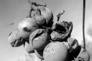女人做夢(mèng)夢(mèng)到蛇的深層含義，女人夢(mèng)到蛇的深層含義解析